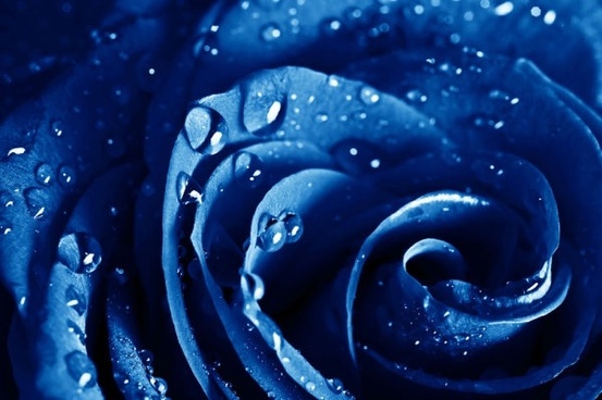 blue_rose_highdefinition_picture_166926