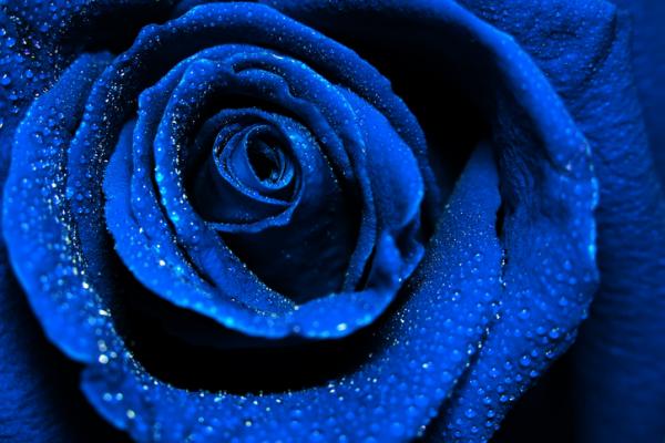 img_qual_e_il_significato_delle_rose_blu_11153_600