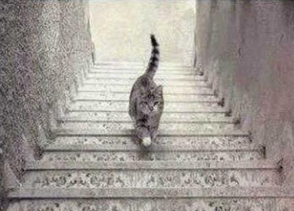 gatto-illusione-ottica210